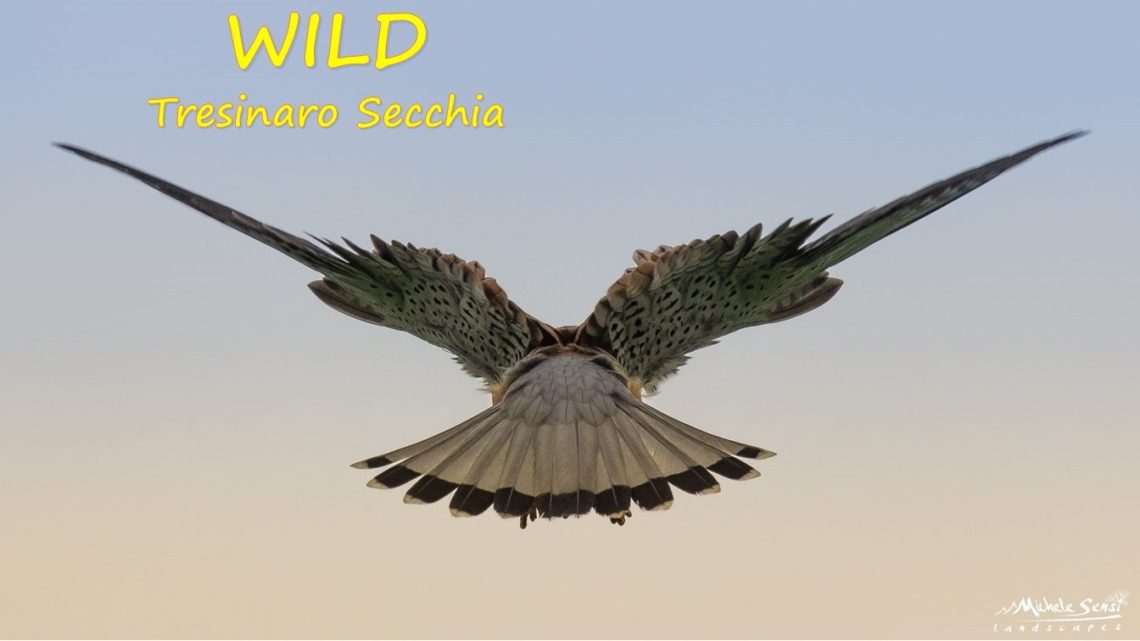 WILD Tresinaro Secchia: conoscere per proteggere