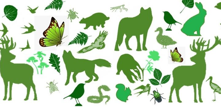 22 maggio 2020 – Giornata mondiale della Biodiversità