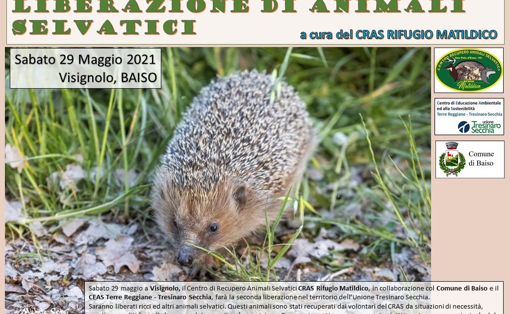 Liberazione di animali selvatici a Visignolo (Baiso)