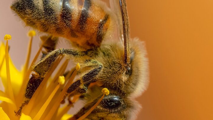 20 maggio: Giornata Mondale delle api