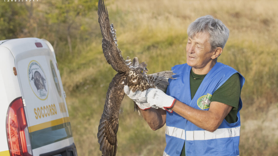 LIBERAZIONE ANIMALI SELVATICI a Cadiroggio