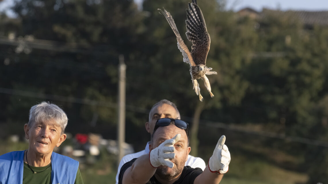 LIBERAZIONE ANIMALI SELVATICI a Regnano