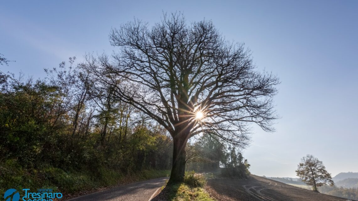 Arriva la Festa dell’Albero!