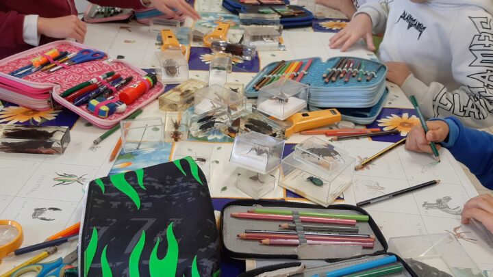 Progetto didattico: MICROMONDO: IL FASCINO DEGLI INSETTI