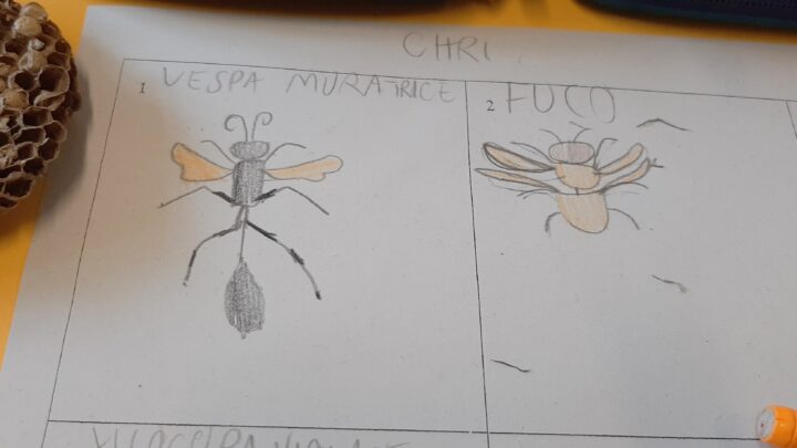 Progetto didattico: IL MONDO DELLE API