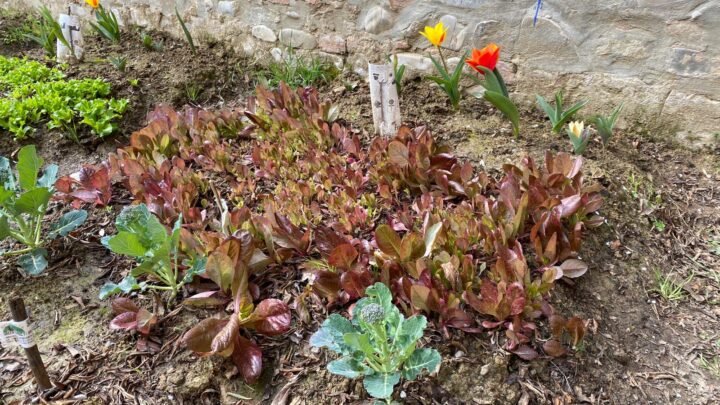 L’orto scolastico curato dai bambini delle “Figlie di Gesù” a Rubiera