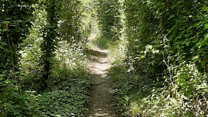 Ghiacciai e Foreste: Sentinelle del Pianeta, Unite per la Vita
