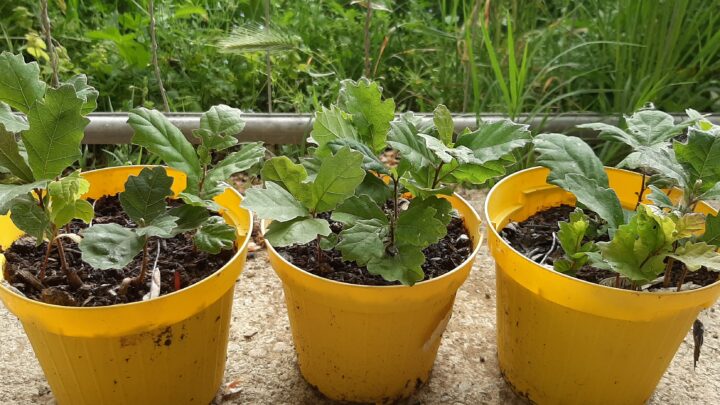 Partono i ritiri delle QUERCE del progetto “Una ghianda fa il bosco”