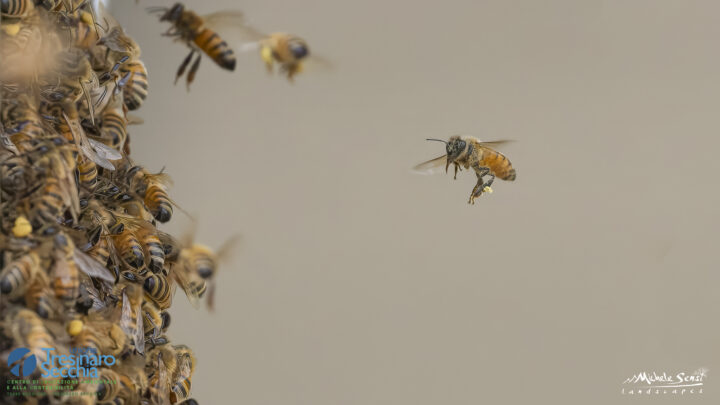 20 maggio: Giornata Mondiale delle Api