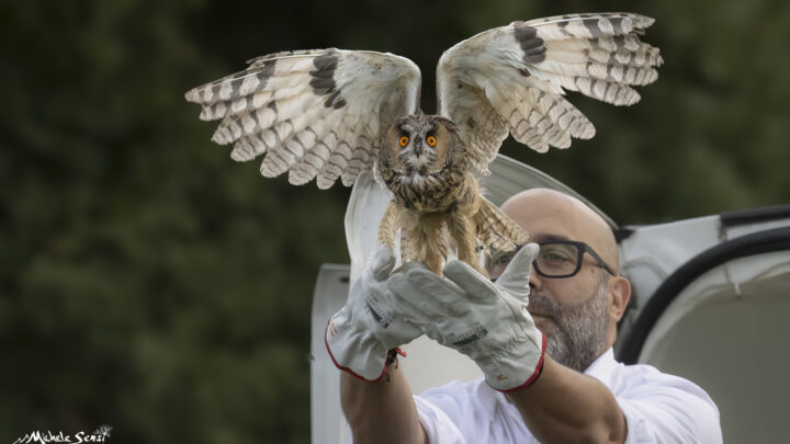 Un’altra liberazione di successo del CRAS Rifugio Matildico a Ventoso
