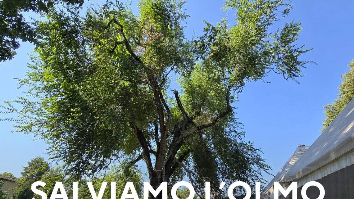 Un albero che unisce una comunità