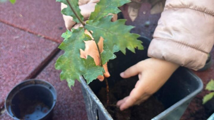 3° giorno della Festa degli alberi a Casalgrande